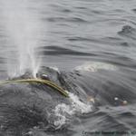 Center for Coastal Studies rescuers attempted to save a right whale by firing cutting arrows at rope wrapped around it. 